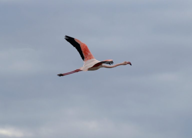 flamands roses